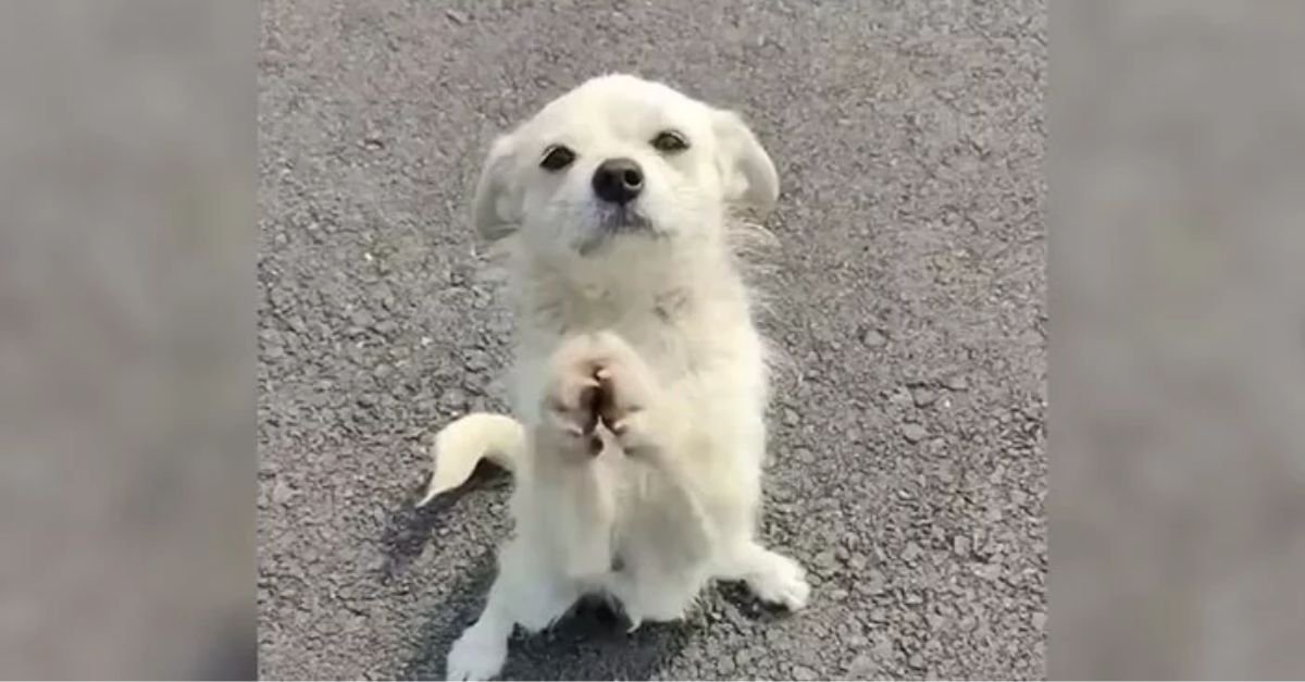 A Mother’s һeагt: A dog stopped traffic to beg for food for her puppies ...